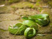 20080604-P6041961-Sumatra2008