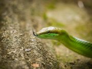 20080604-P6041975-Sumatra2008