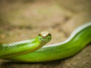 20080604-P6041977-Sumatra2008