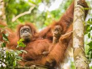 20080604-P6041982-Sumatra2008