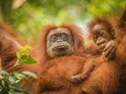 20080604-P6041985-Sumatra2008