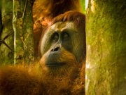 20080604-P6041992-Sumatra2008