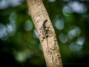 20080604-P6042033-Sumatra2008