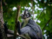 20080604-P6042050-Sumatra2008