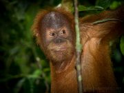 20080604-P6042082-Sumatra2008