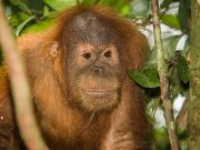 20080604-P6042098-Sumatra2008