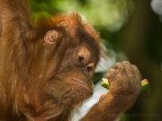 20080604-P6042109-Sumatra2008