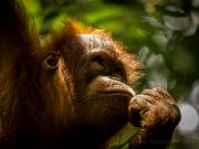 20080604-P6042116-Sumatra2008