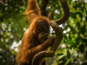 20080604-P6042122-Sumatra2008