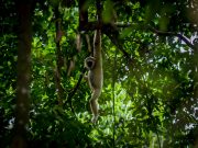 20080604-P6042135-Sumatra2008