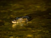 20080604-P6042191-Sumatra2008