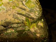 20080604-P6042195-Sumatra2008