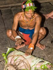 Siberut 2011