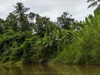 Siberut 2011 visit