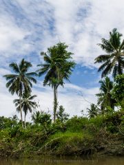 Siberut 2011 visit