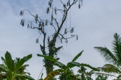Siberut 2011 visit