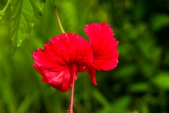 Siberut 2011 visit