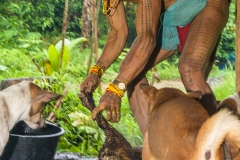 Siberut 2011