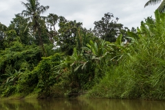 Siberut 2011 visit