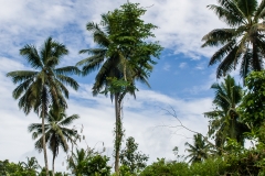 Siberut 2011 visit