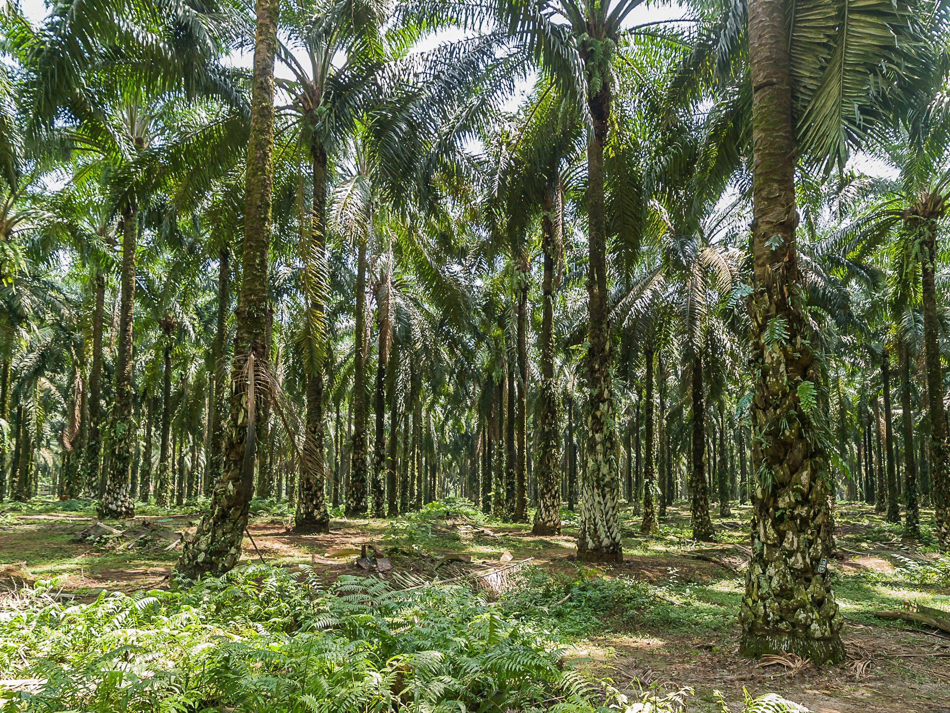 Cesta do Indonézie 2008 - Olejová palma